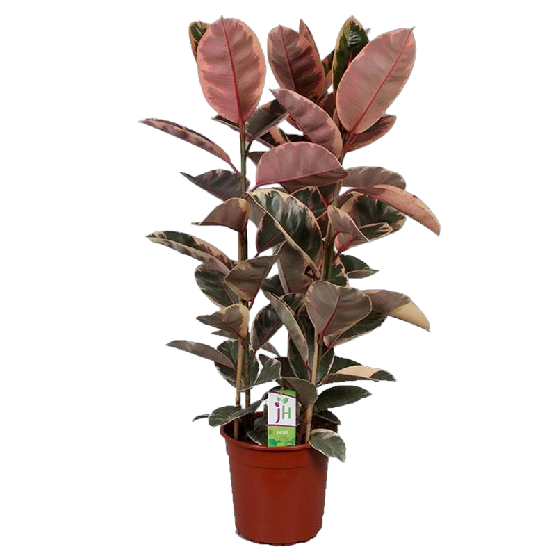 Фикус Эластика Белиз - Ficus Belize D25 H120
