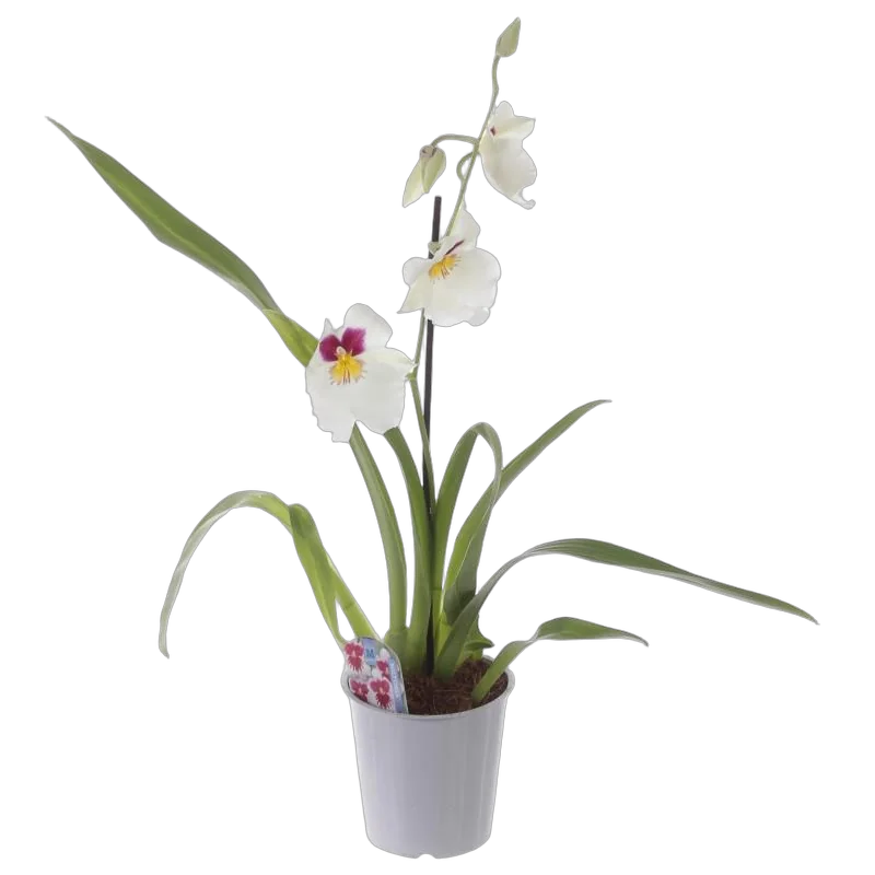 Мильтония белая 1 цветонос - Miltonia D12 H35