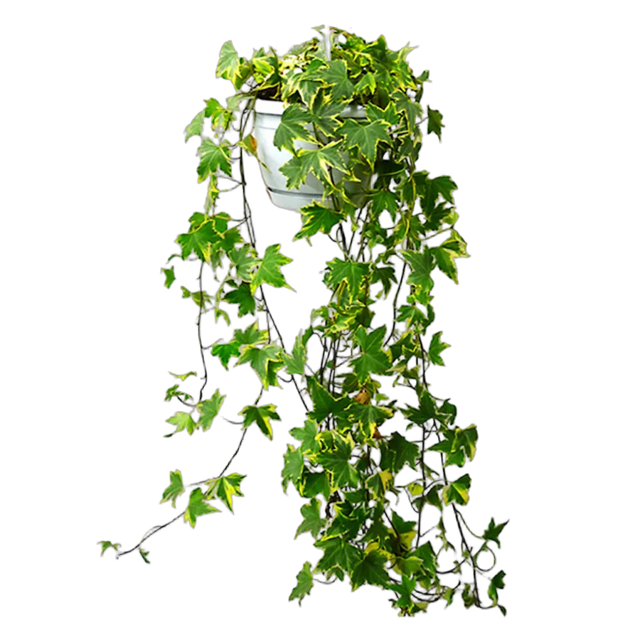 Хедера Хеликс Ева - Hedera Helix Eva D25 H70