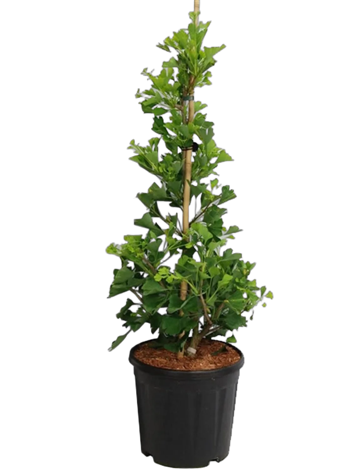 Гинкго Билоба куст - Ginkgo Bil Fastigiata Blagon D32 H100