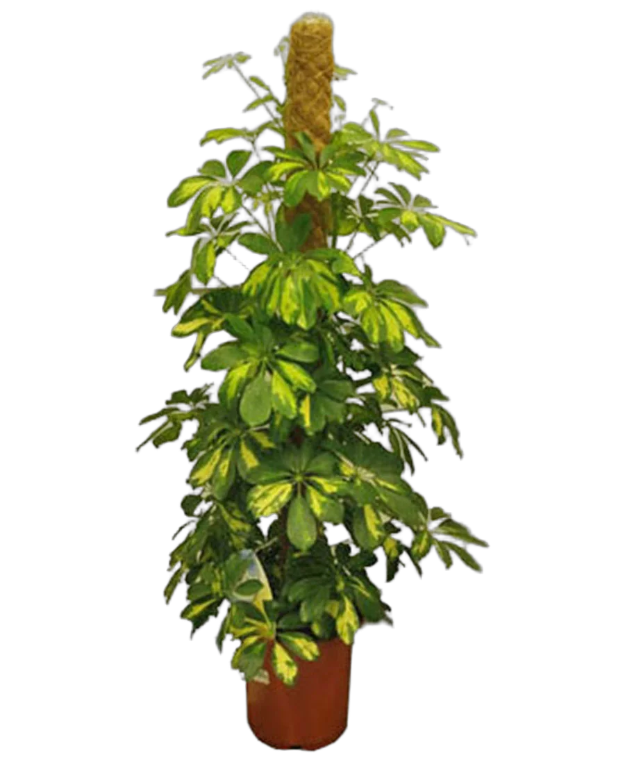 Шеффлера Голд Капелла - Schefflera gold capella D24 H120