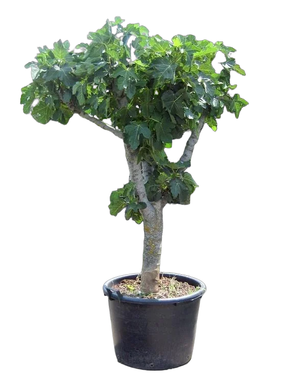 Инжир - Ficus carica D50 H180