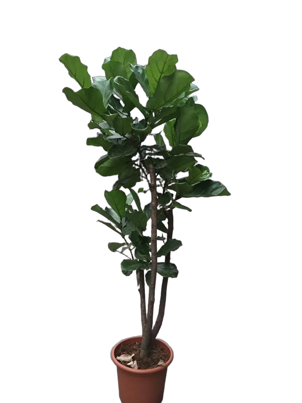 Фикус Лирата бранч -  Ficus lyrata D40 H210