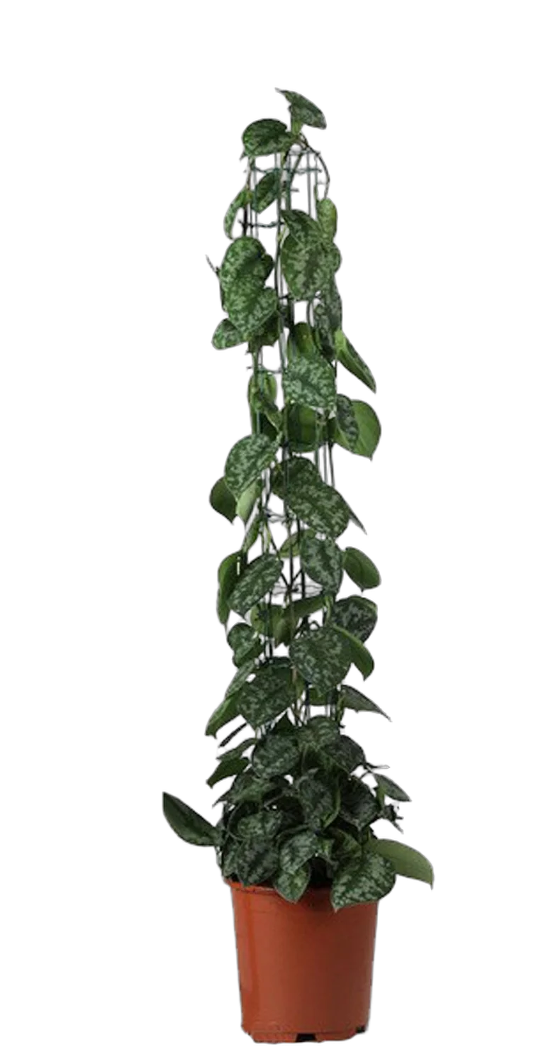 Сциндапсус расписной - Scindapsus pictus Trebie Mosspole  D25 H120