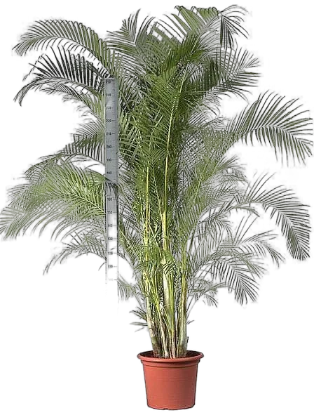 Пальма Арека D55 H300