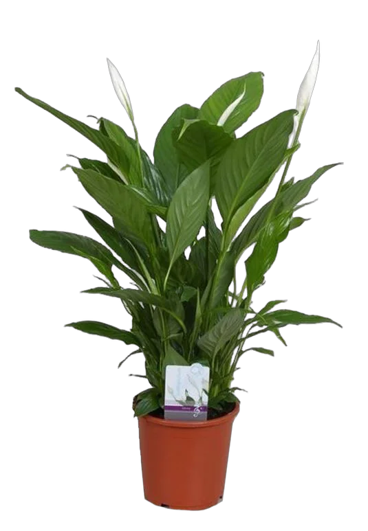 Спатифиллум Верди D17 H70