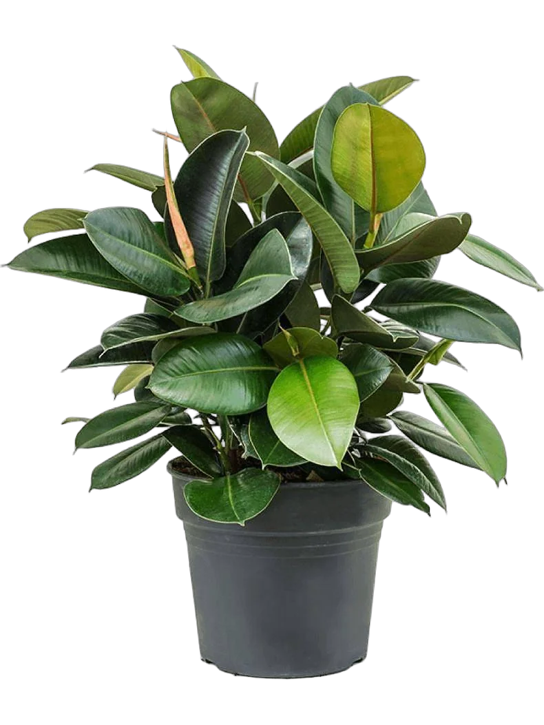 Фикус эластика Робуста - Ficus elastica Robusta D21 H70
