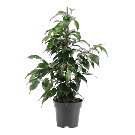 Фикус Бенджамина Даниэль - Ficus Benjamina Danielle D14 H55