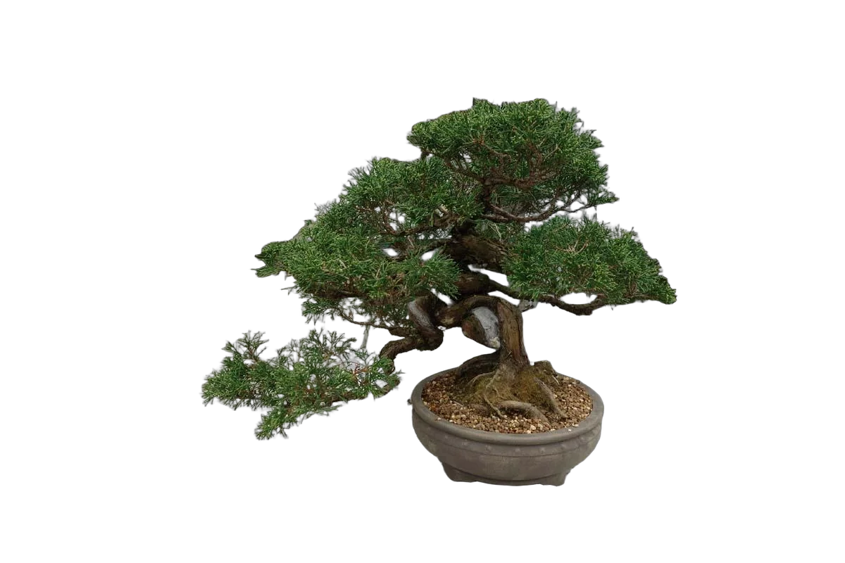 Бонсай Можжевельник - Bonsai Juniperus H38