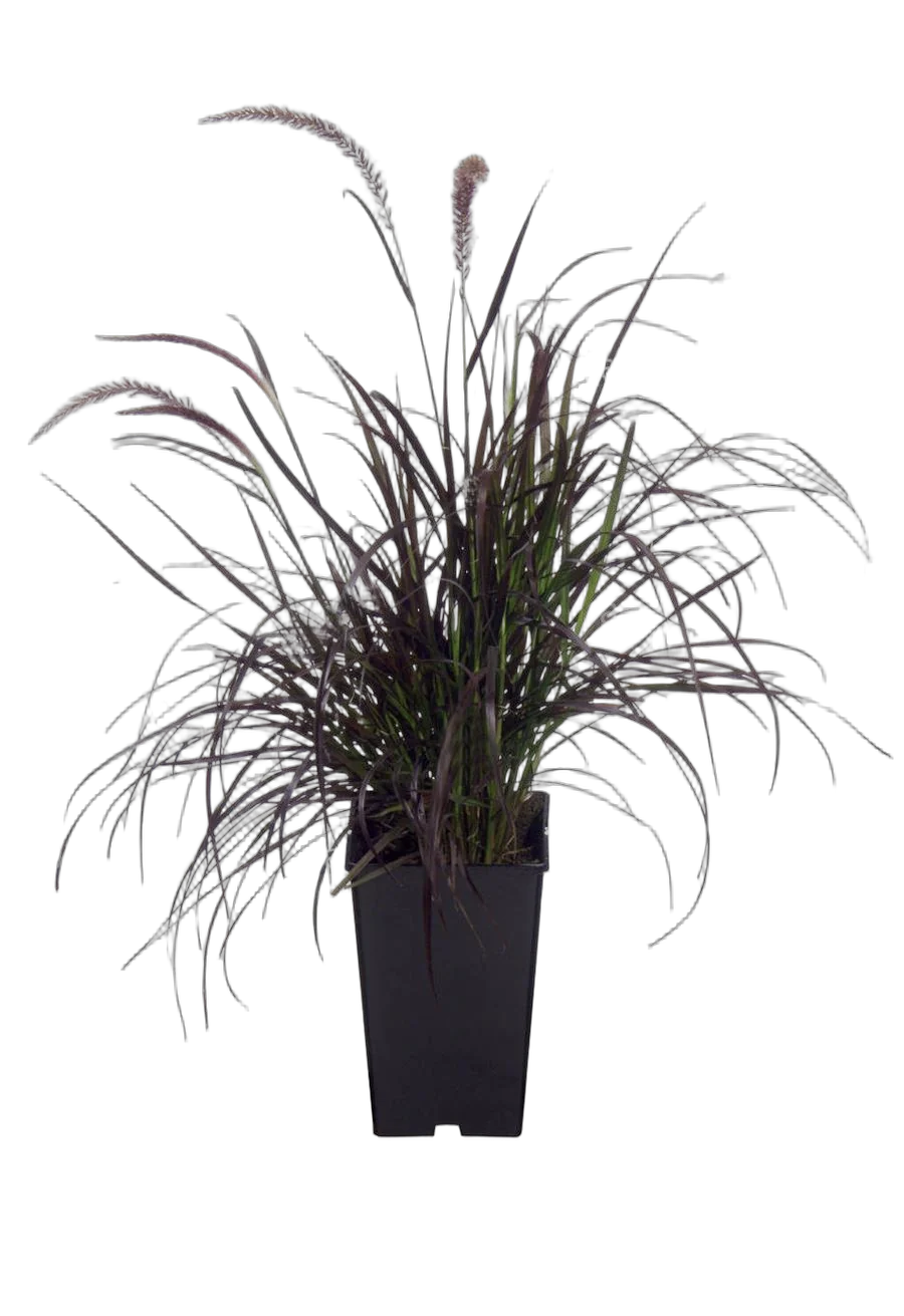 Пеннисетум щетинистый Рубрум - Pennisetum Setaceum Rubrum D17 H50