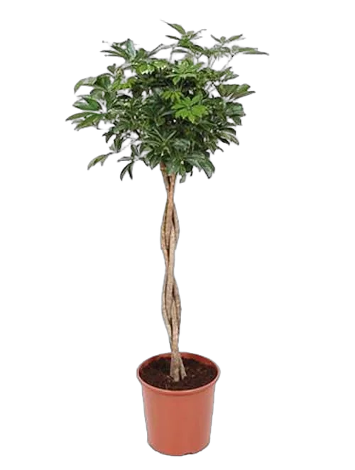 Шеффлера Компакта - Schefflera Compacta On Stem (fachjan) D34 H170