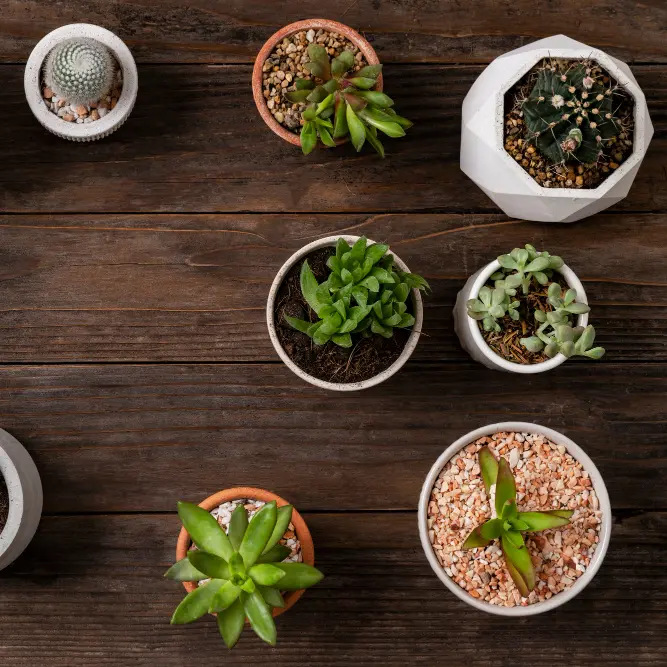 Комплексное обслуживание растений (10–40 растений)