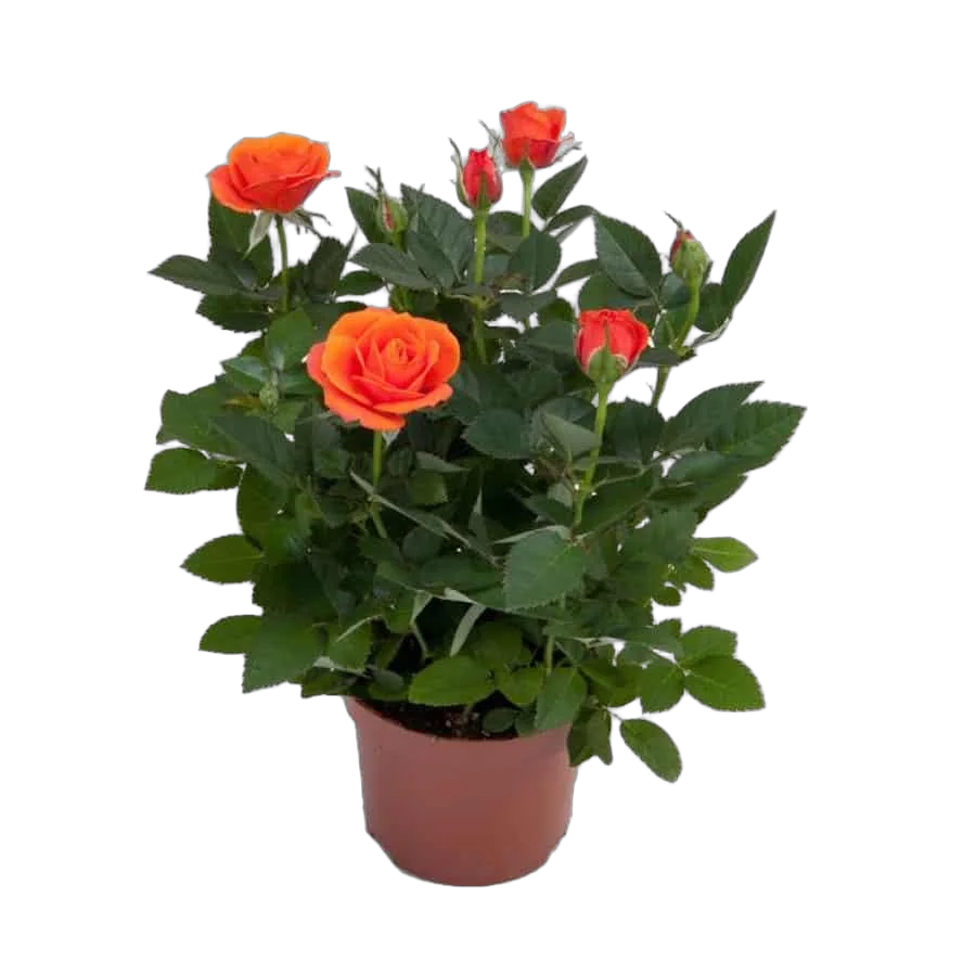 Роза оранжевая -  Palace Collection Fahra D18 H40