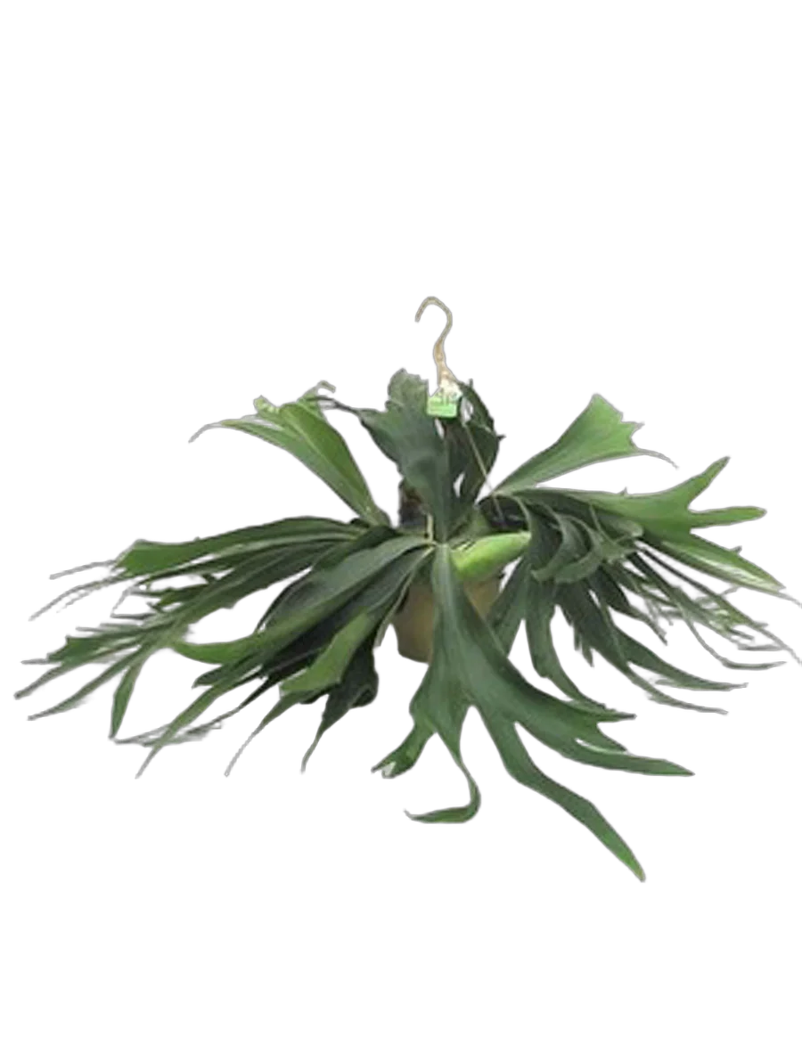 Платицериум оленерогий - Platycerium bifurcatum 3pp HANGING D12 H25