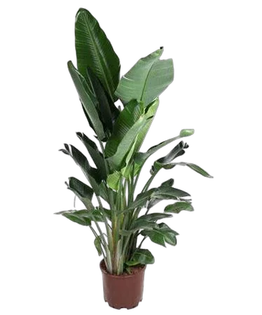 Стрелиция Николай - Strelitzia Nicolai D40 H180