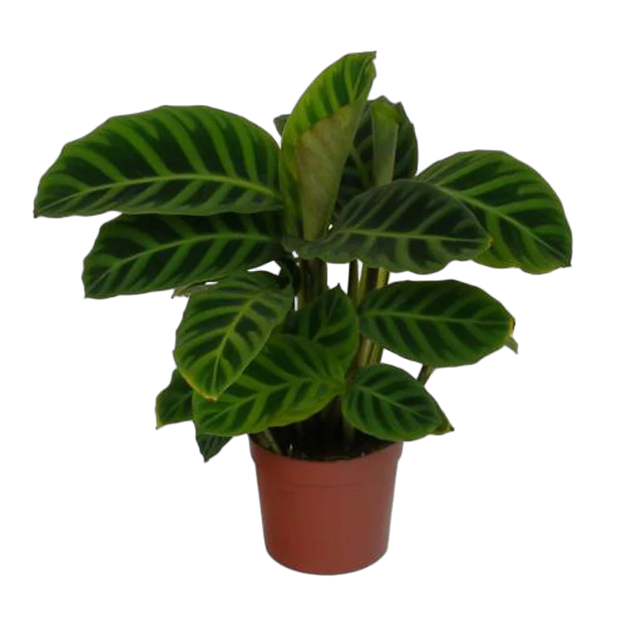 Калатея зебровидная - Calathea zebrina D9 H20