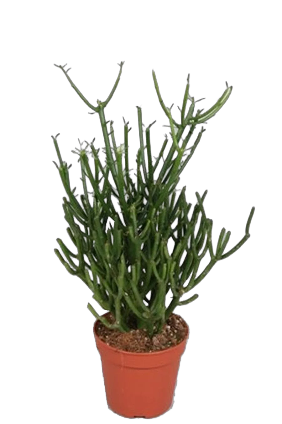 Молочай тирукалли - Euphorbia tirucalli bushy D17 H45
