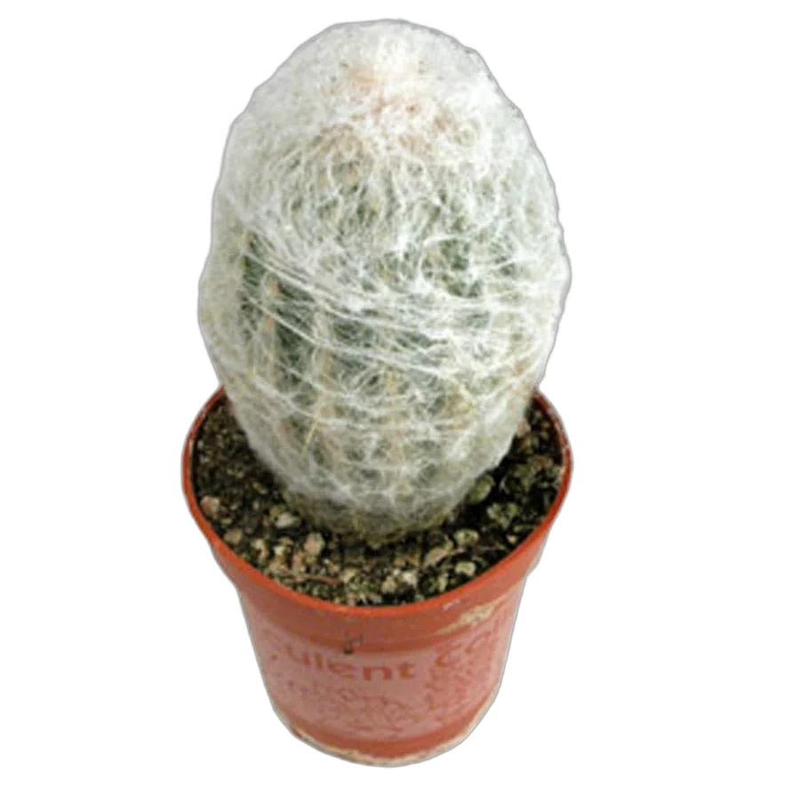 Эспостоа шерстистая - Espostoa lanata D9 H15