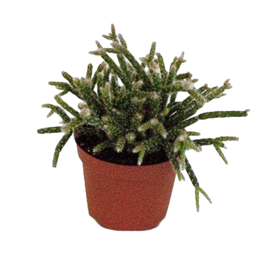 Рипсалис опушенноплодный (пилокарпа) - Rhipsalis pilocarpa D10 H12