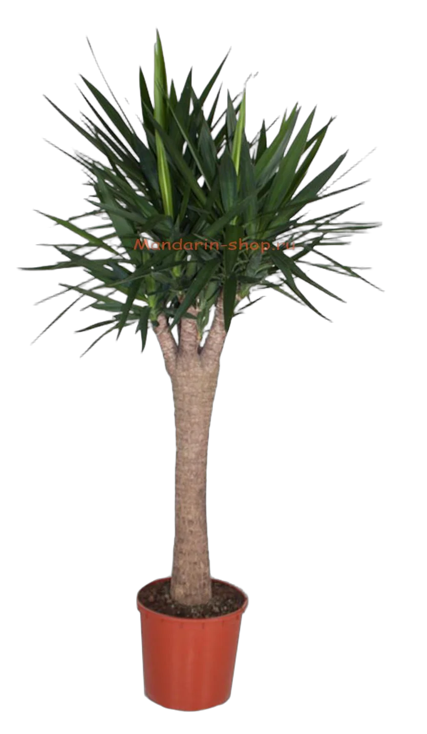 Пальма Юкка - Yucca Stem Branched D34 H180