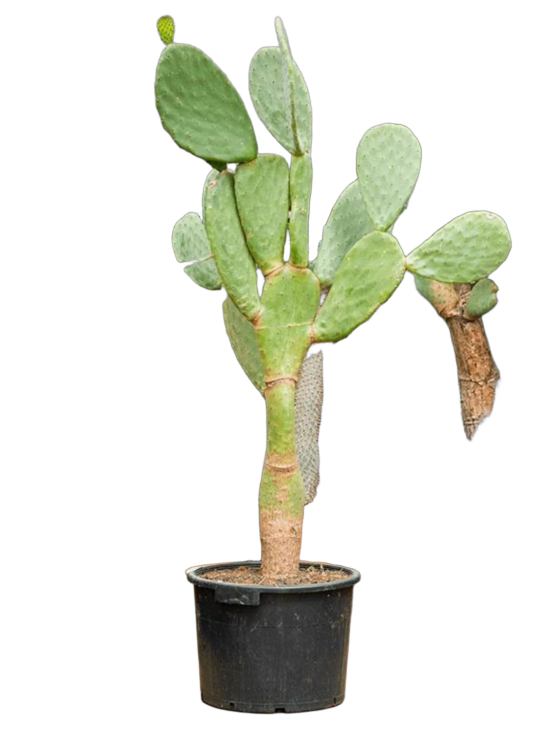 Опунция индийская - Opuntia ficus-indica D45 H150