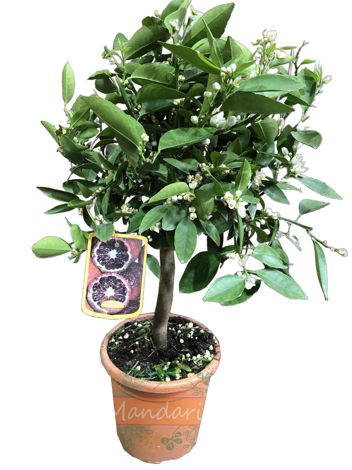 Красный клементин - Clementino Rubino D22 H80