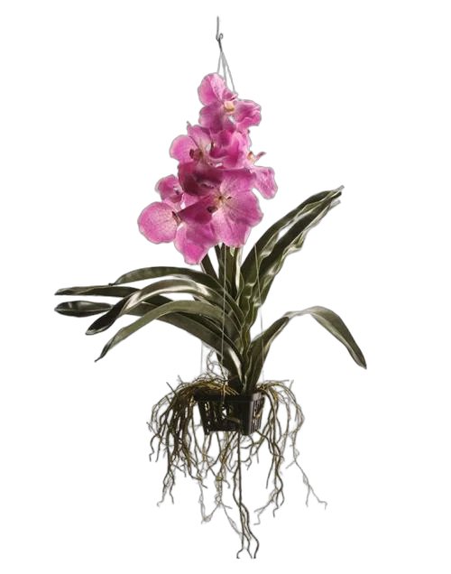 Ванда Сандариана Пинк - Vanda Sunanda Pink Sprinkles H70