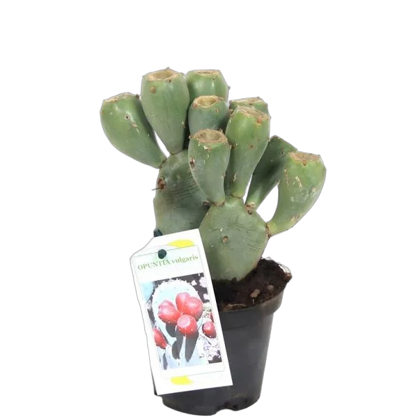 Опунция Opuntia WITH FRUIT D19 H60