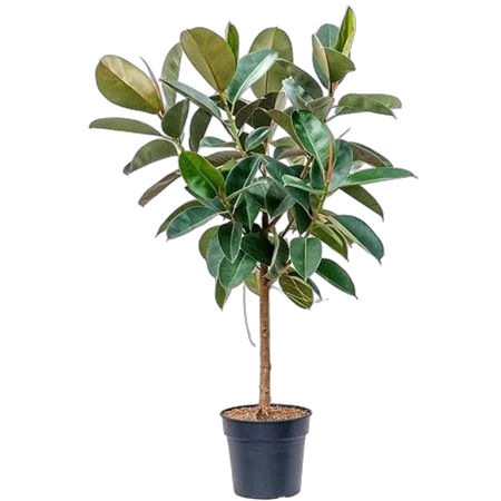 Фикус эластика Робуста - Ficus El Robusta On Stem D30 H120