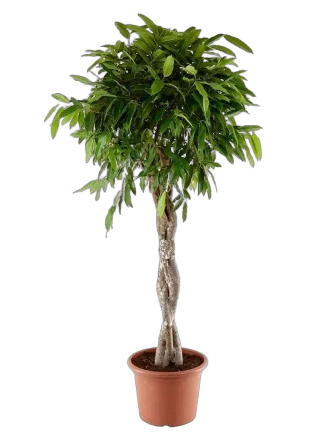 Фикус Биннедика Али косичка - Ficus binnendijkii Alii D24 H120
