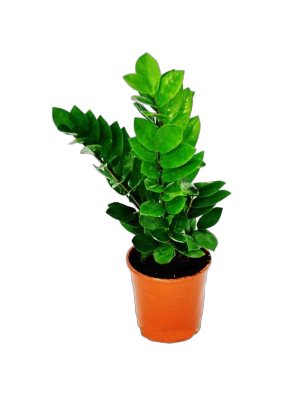 Замиокулькас - Zamioculcas zamiifolia D12 H25