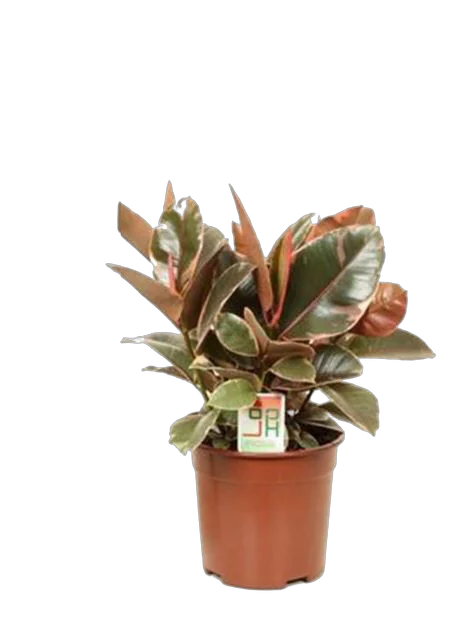 Фикус Эластика Белиз - Ficus Belize D12 H45