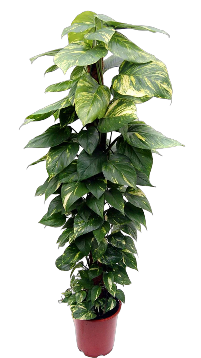 Сциндапсус расписной - Scindapsus pictus Trebie D27 H150