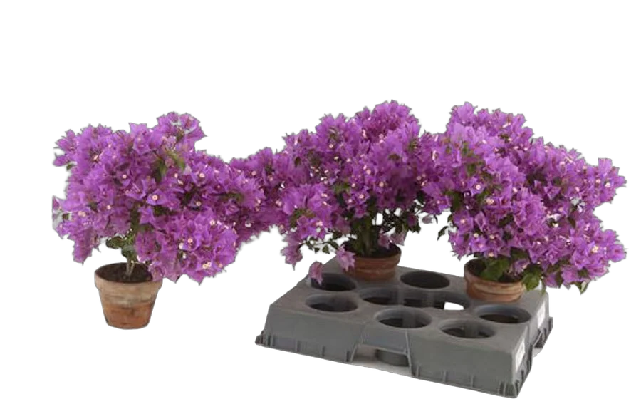 Бугенвиллея Александра пурпурная - Bougainvillea Alexandra D20 H40
