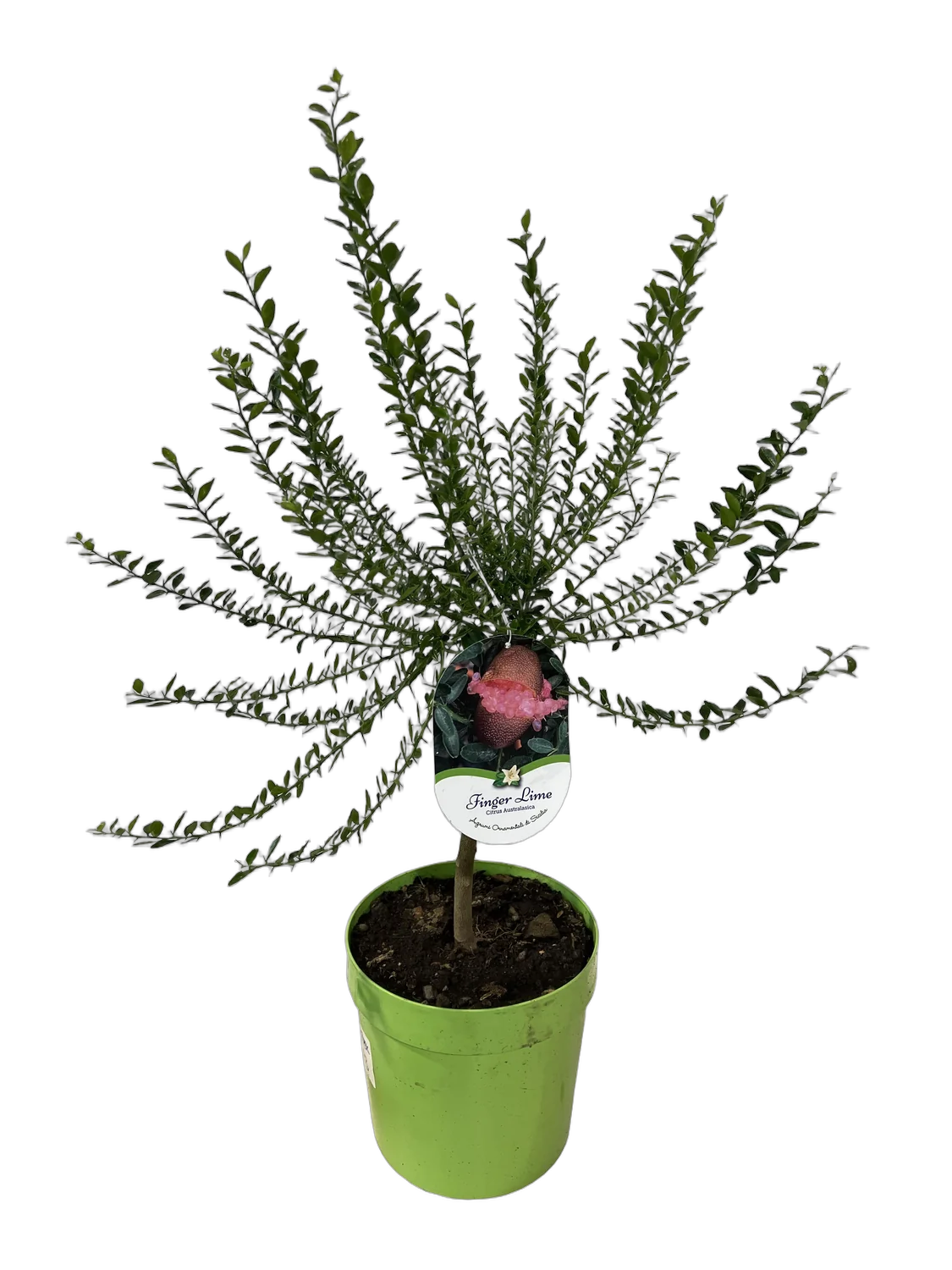 Микроцитрус Австралийский пальчиковый лайм Вайчоп - Microcitrus australasica Wauchope Disponibile  D21 H70