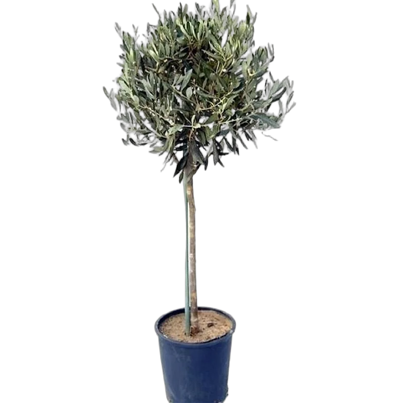 Оливковое дерево, маслина европейская - Olea europaea D24 H140