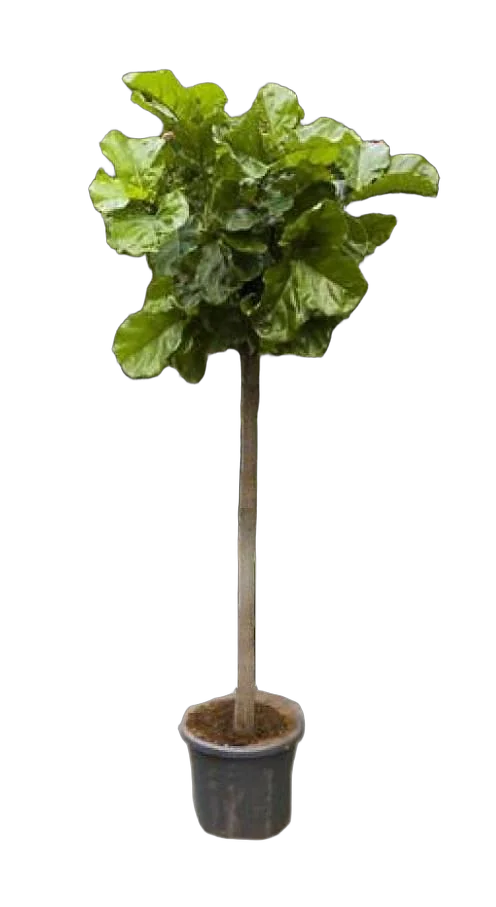 Фикус Лировидный (Лирата) штамб - Ficus lyrata D40 H200