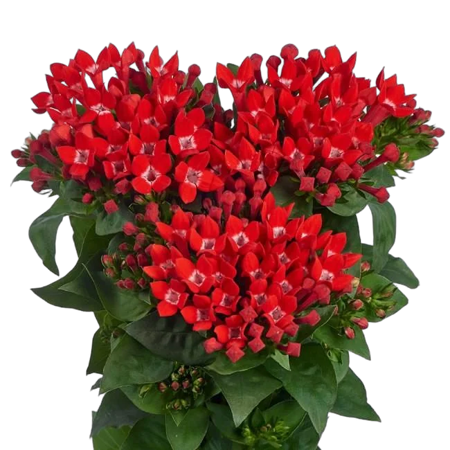 Бувардия - Bouvardia D12 H20