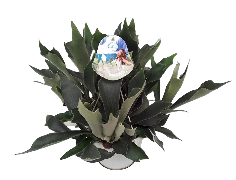 Платицериум оленерогий - Platycerium bifurcatum 3pp HANGING D15 H35