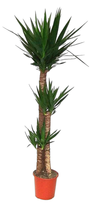 Пальма Юкка - Yucca D32 H180