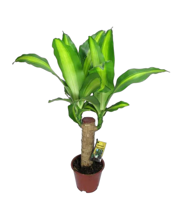 Фрагранс Массанжеана  D12 H45