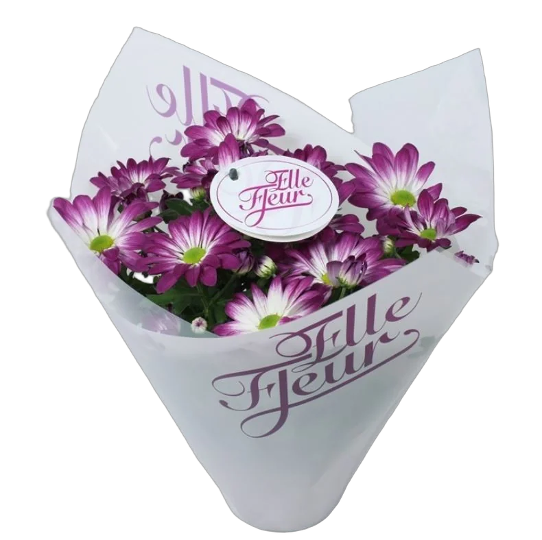 Хризантема пурпурная - Chrysanthemum Indicum Grp Elle Fleur D15 H27