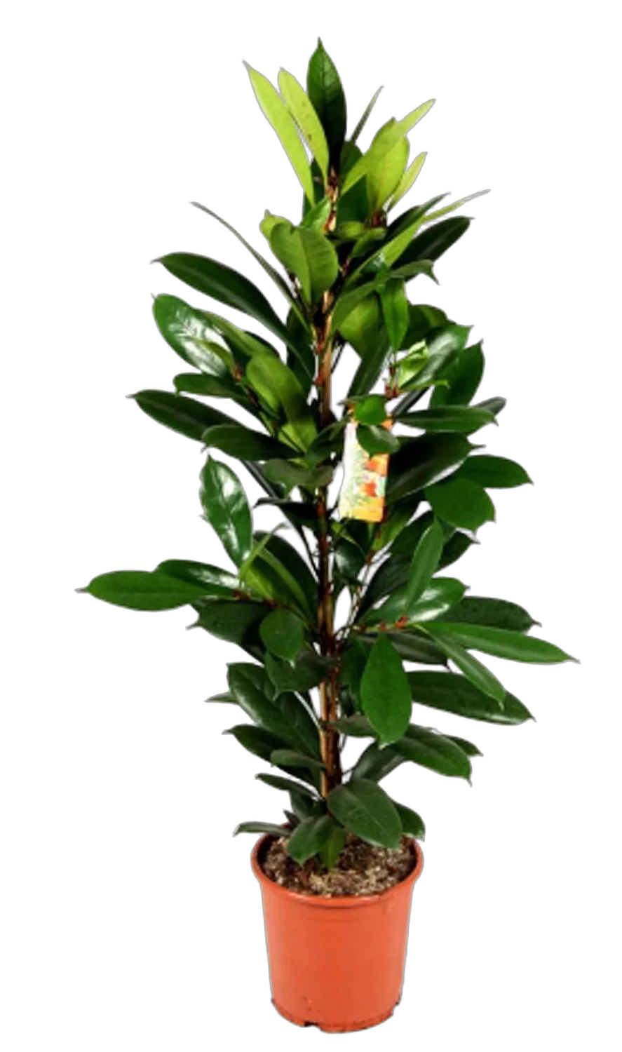 Фикус Циатистипула - Ficus Cyatistipula Zuil D18 H80