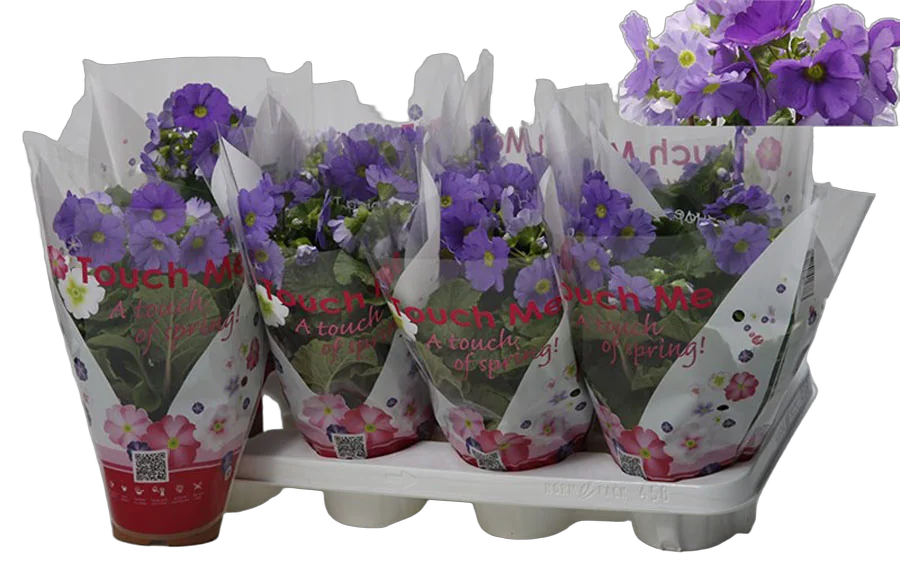 Примула обконика фиолетовая - Primula D12 H27