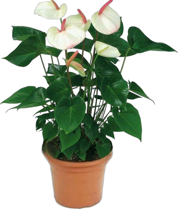 Антуриум Андреанум Аребо - Anthurium Arebo белый D17 H60
