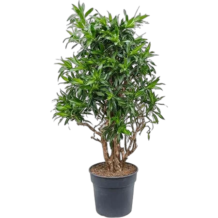 Драцена Сонг оф Ямайка D34 H140