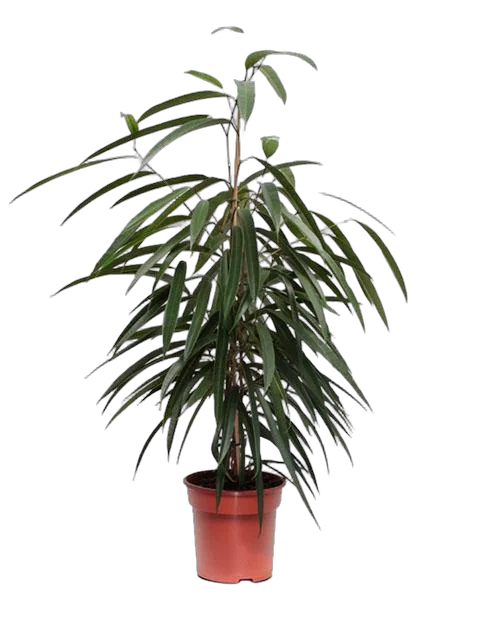 Фикус Биннедика Али  D14 H60