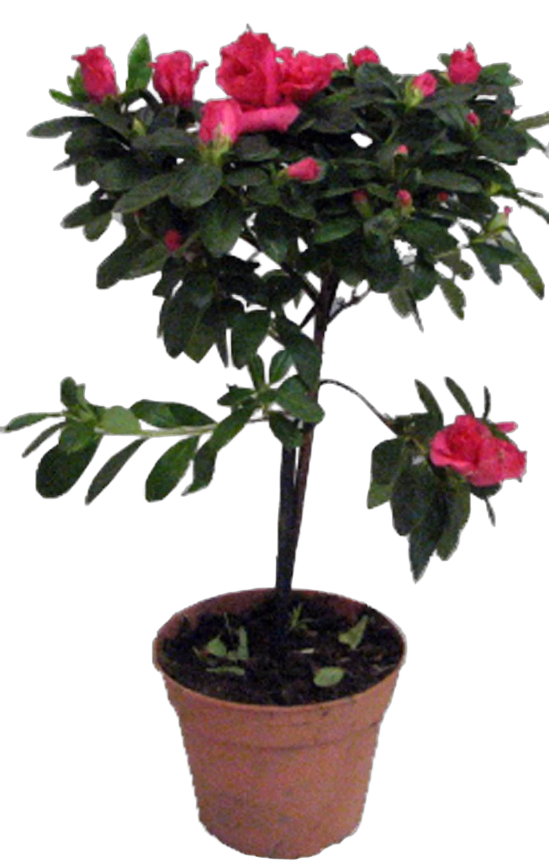 Азалия индика штамбовая красная - Azalea D12 H40