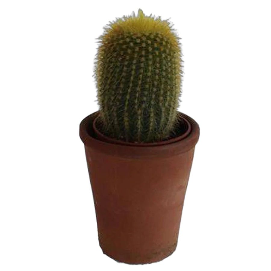 Эриокактус - Eriocactus D7 H12