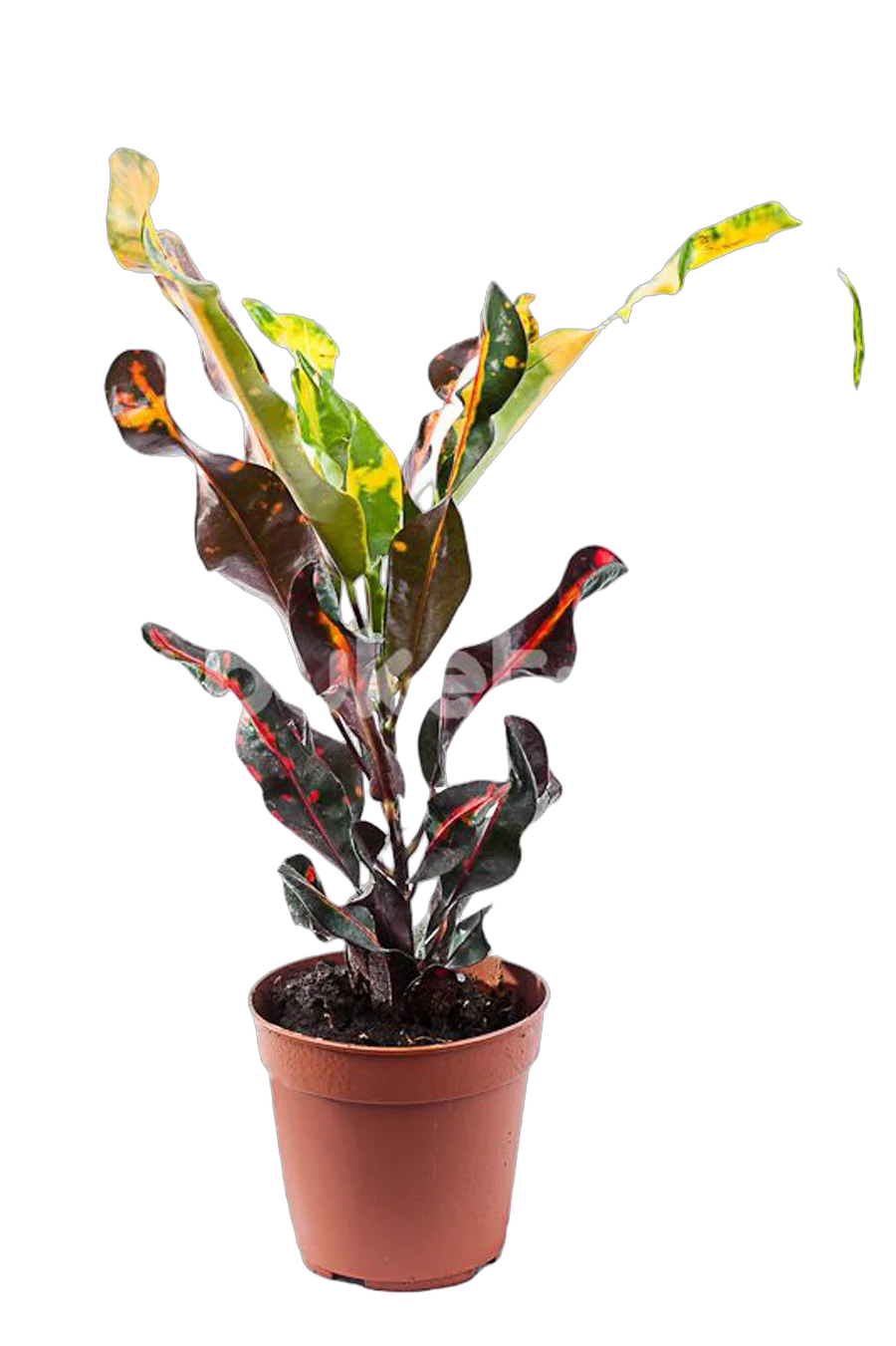 Кодиеум Мамми - Codiaeum Mammy D18 H40